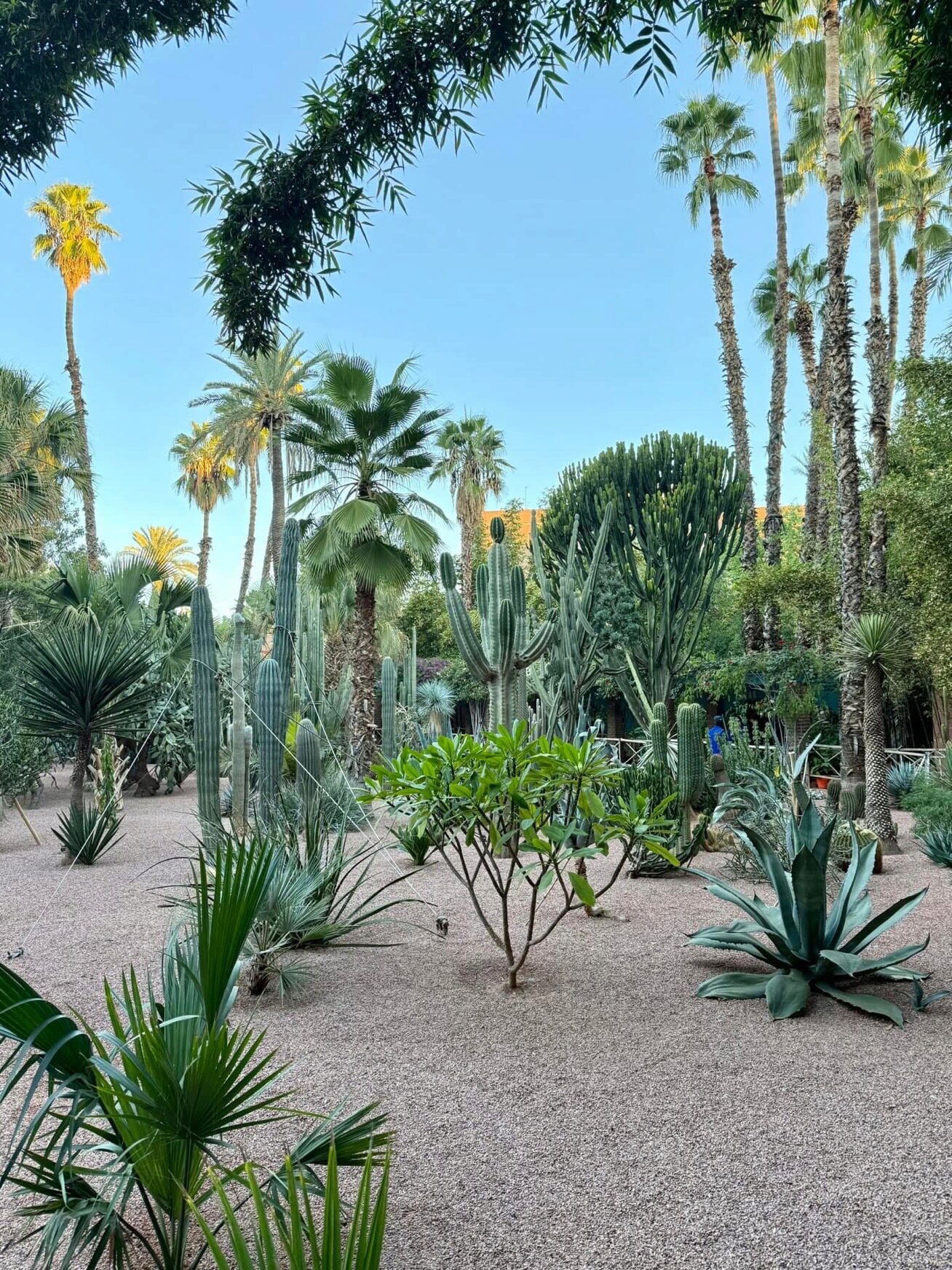 A lush garden with various types of tall cacti and palm trees, set against a clear blue sky. The ground is covered with gravel, creating a desert-like landscape.