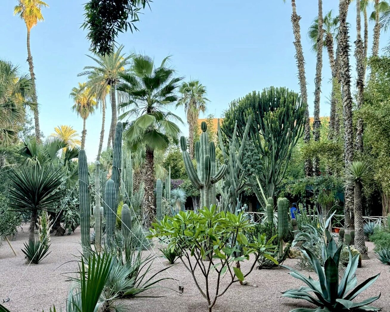 A desert garden with various types of cacti and succulent plants surrounded by tall palm trees under a clear blue sky.